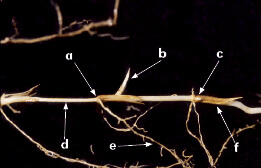 Western Wheatgrass nodes, internodes, buds, roots, rhizome scales