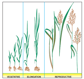 Vegetative, elongation, and reproductive stages of plant growth