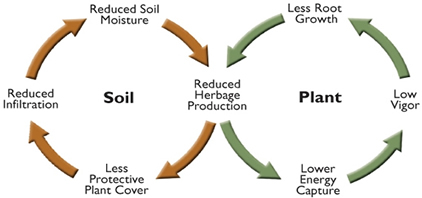 Plant and soil interactions