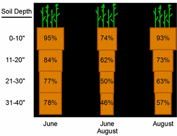 plant root depth over time