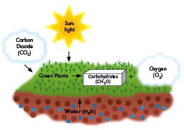 Process of photosynthesis