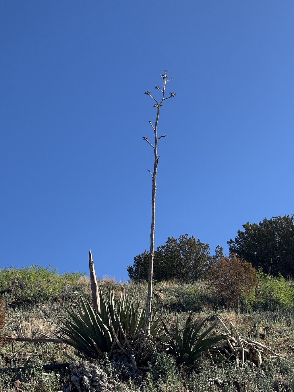 A bolting agave plant.