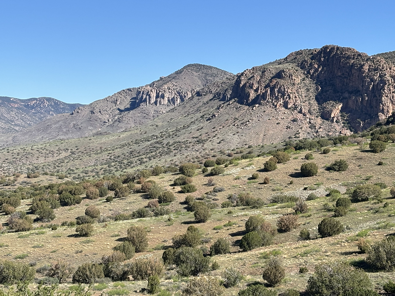 Juniper plants on a ranch in New Mexico.