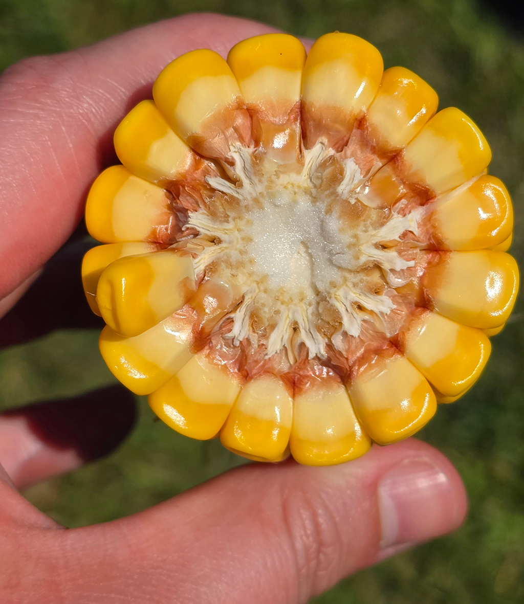 An example of the corn grown on the Geiger Farm