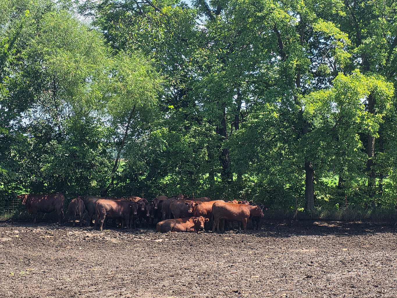 A heard of cattle sitting in a shaded area along a treeline