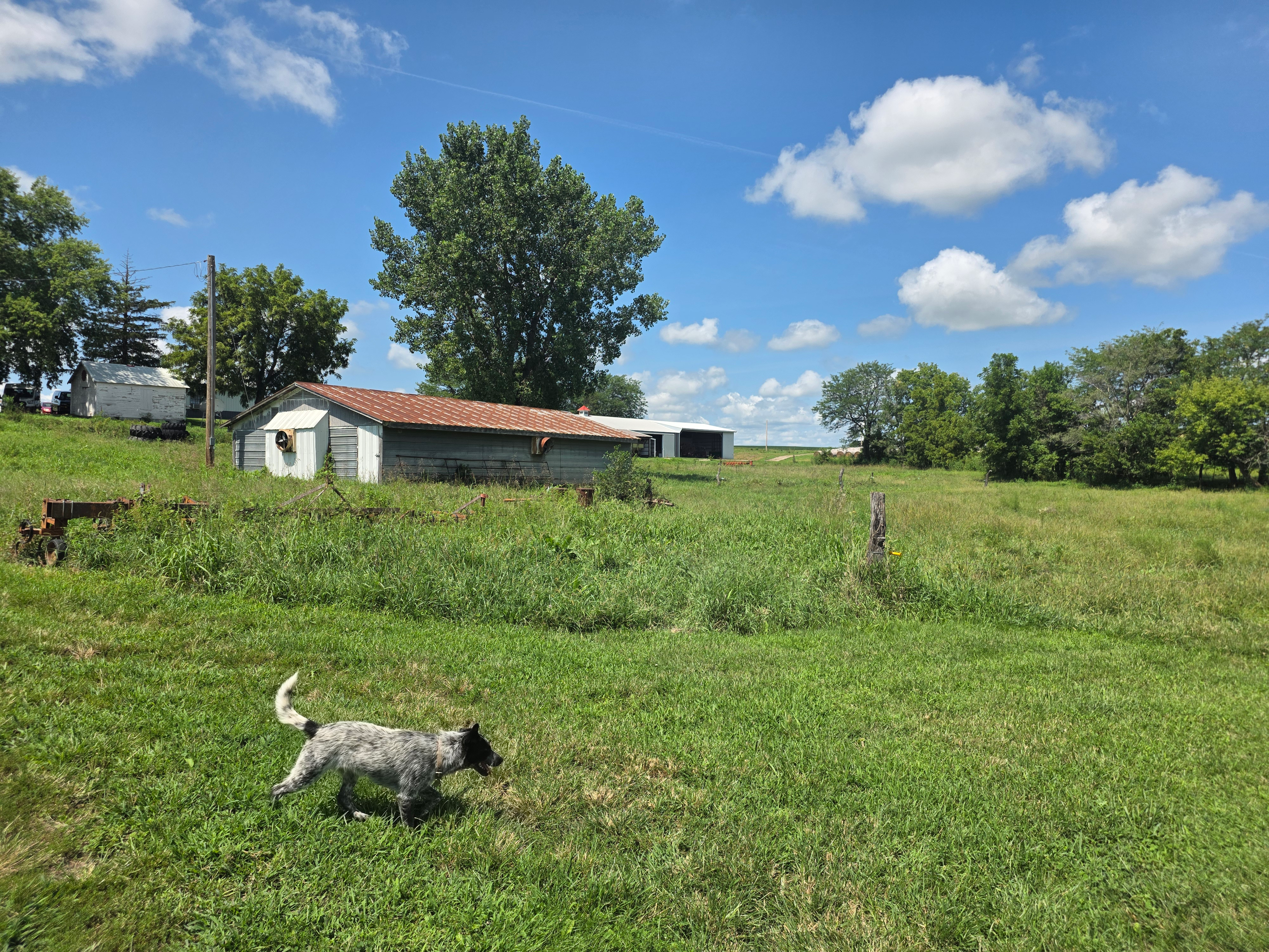 A dog walking across the pasture on a farm