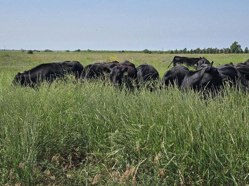 A patch of big blue stem in front of a field of cattle