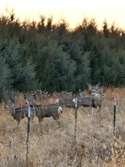A group of deer stand in front of a row of trees
