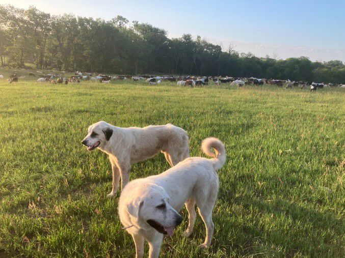 A pair of dogs in the foreground guarding the pasture and livestock behind them