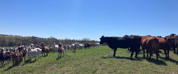 A fence separating a pasture with goats and a pasture with cattle