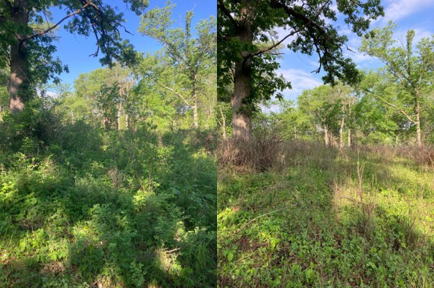 A comparison of an area before and after goats have grazed.