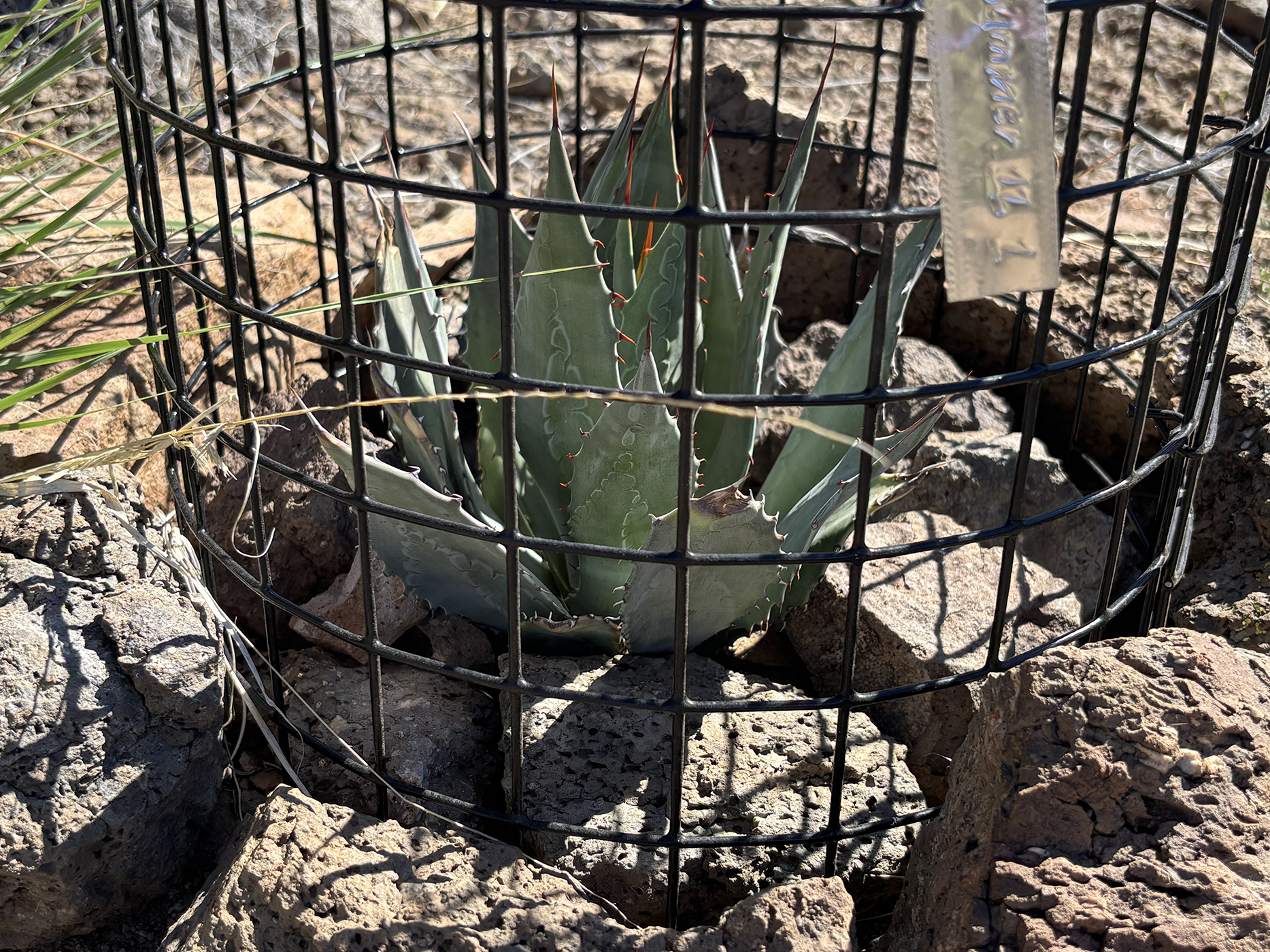 An agave plant growing inside of a cage