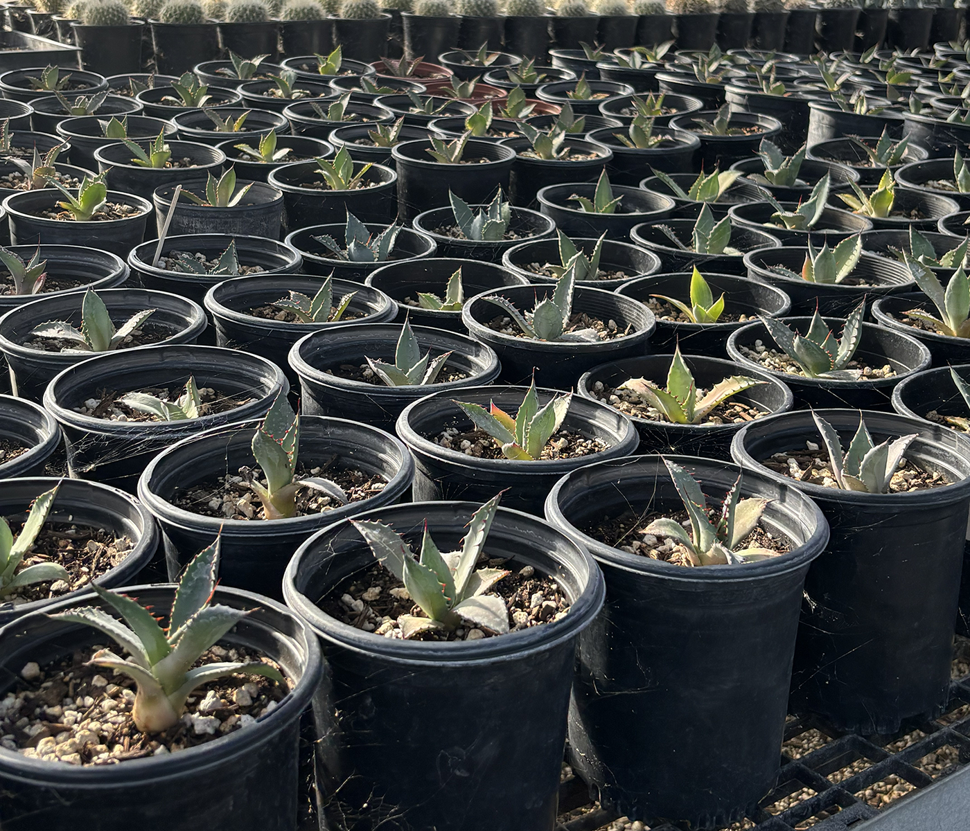 Agave plants in a greenhouse
