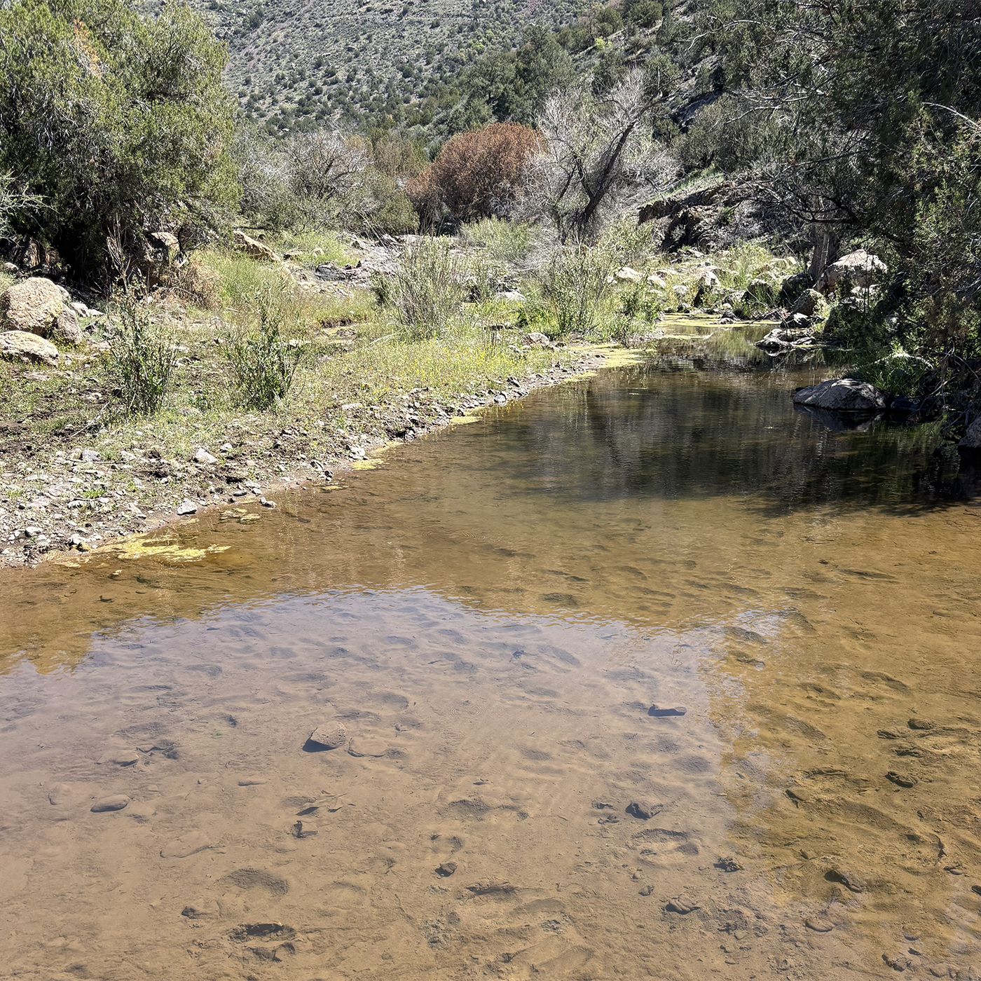Water and vegetation around Apache Creek in New Mexico