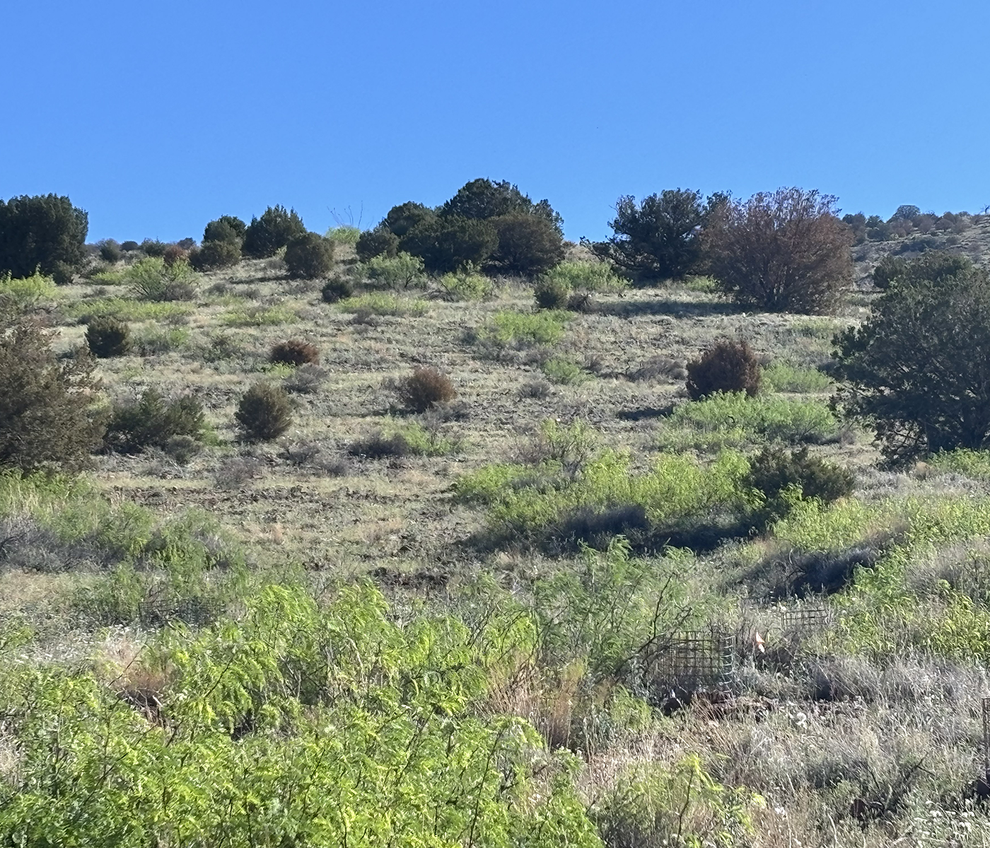 Agave plants growing in cages on the side of a hill
